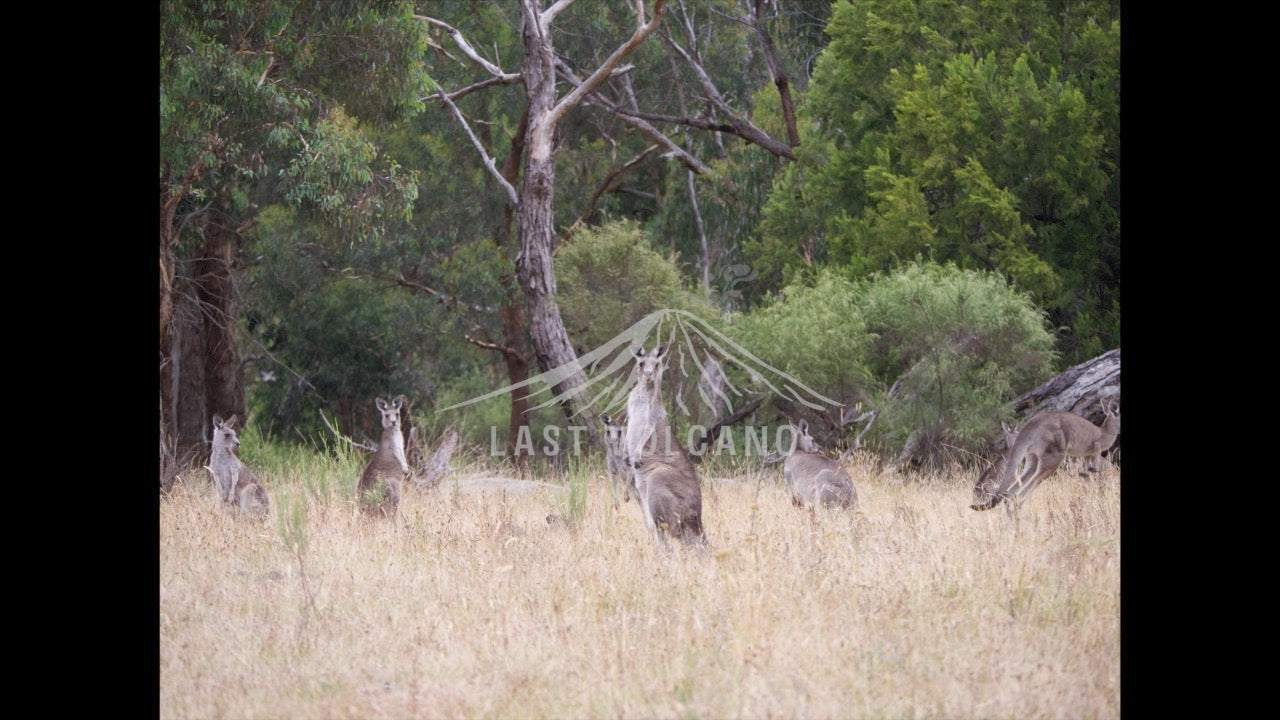 Banyule photo pack