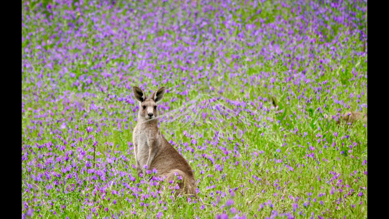 Banyule photo pack