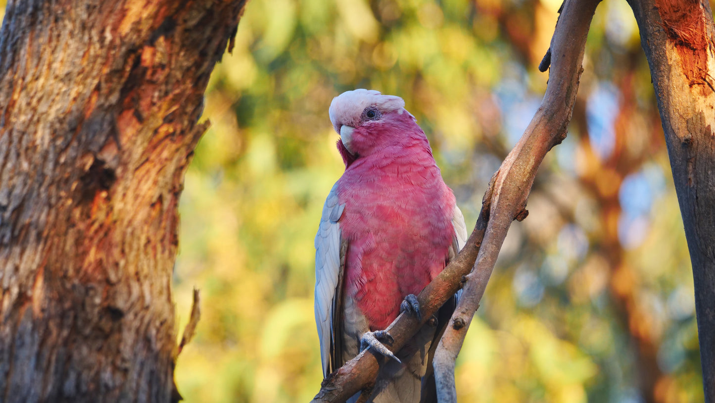 Banyule photo pack