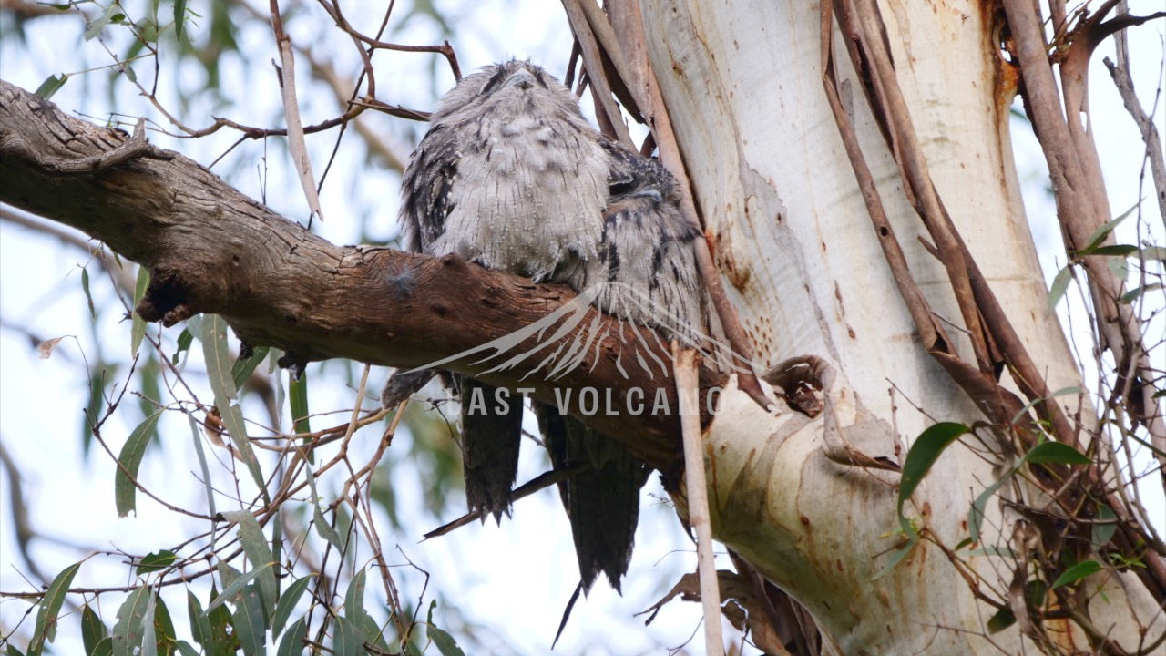 Banyule photo pack