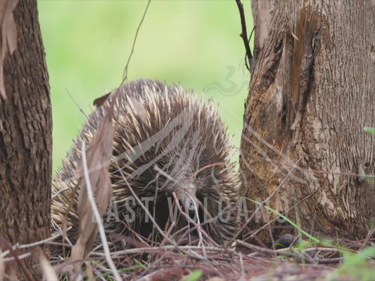 Short-beaked echidna - highlights pack 4K