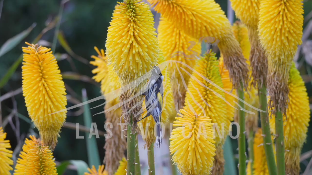 New Holland honeyeater feeding on blooming Kniphofias.