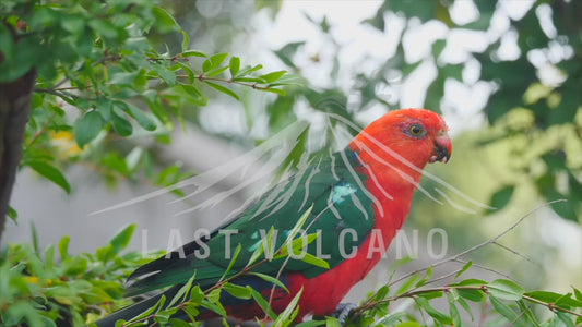 Australian king parrot - male bird eating sequence 4K