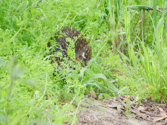 Short-beaked echidna - walking through dense grass, close up of face 4K