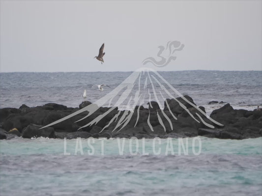 Gulls in flight - birds flying off shore 4K