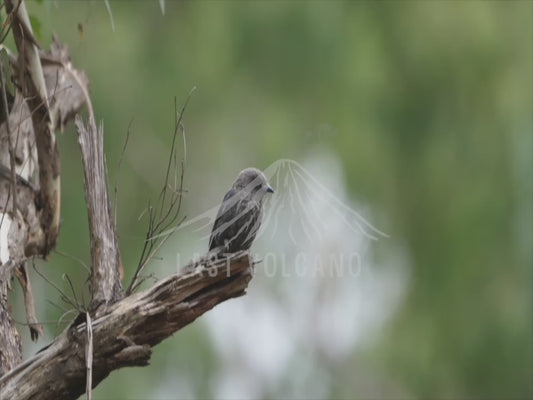 Dusky woodswallow - perched 4K