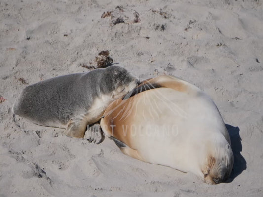 Australian sea lion - mother and pup 4K