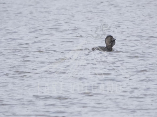 Musk duck - male swimming 4K