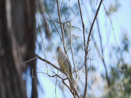 Grey shrikethrush - sequence 4K