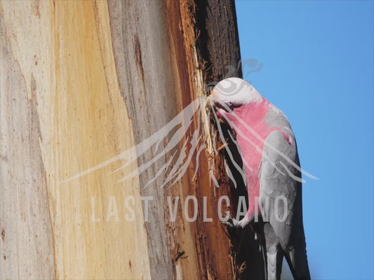 Galah - gnawing on a tree trunk 4K