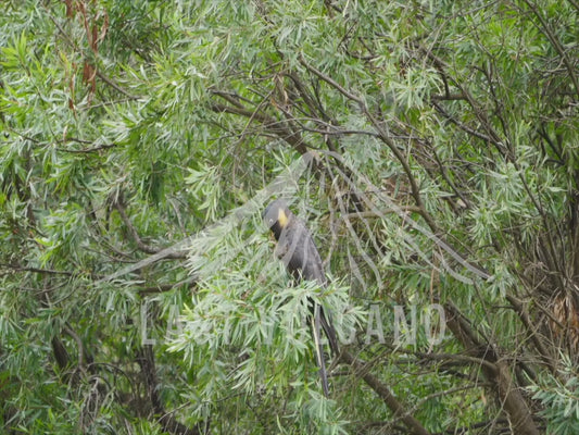 Yellow-tailed black cockatoo - group of birds feeding 4K