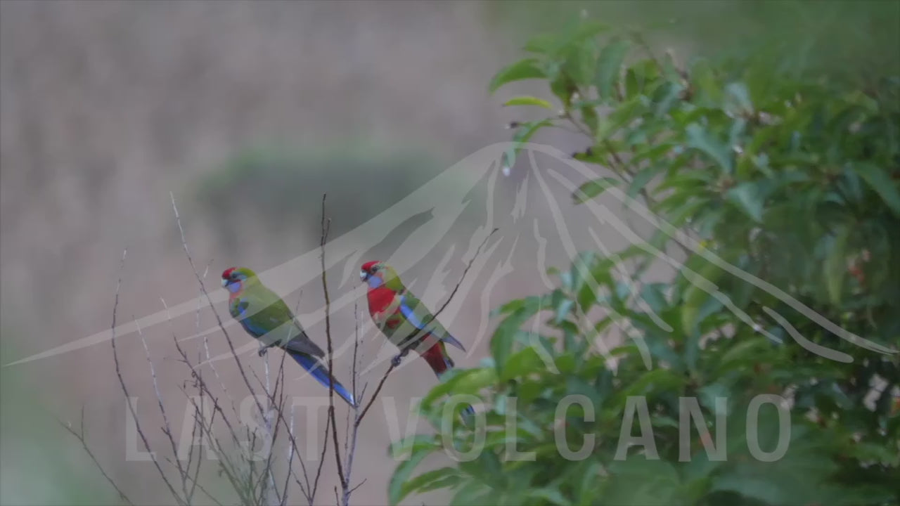 The crimson rosella is a parrot native to eastern and south eastern Australia which has been introduced to New Zealand and Norfolk Island. It is commonly found in, but not restricted to, mountain forests and gardens.