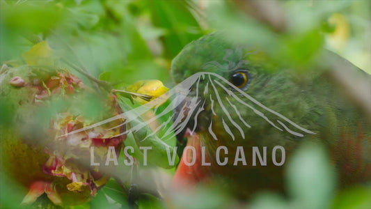 Australian king parrot - eating pomegranate 4K