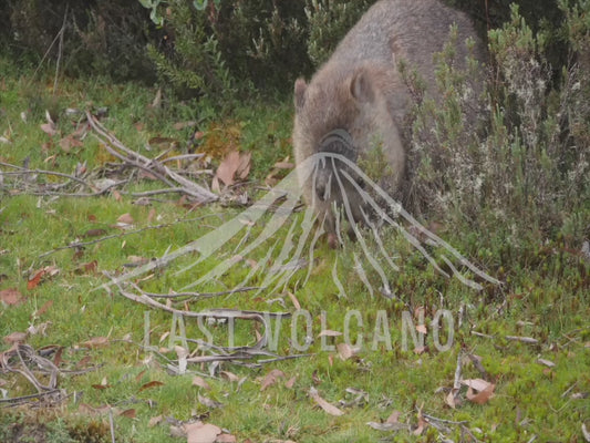 Common wombat - adult walking across a road 4K