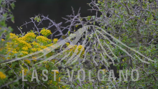 Silvereye - sitting in a shrub of yellow flowers