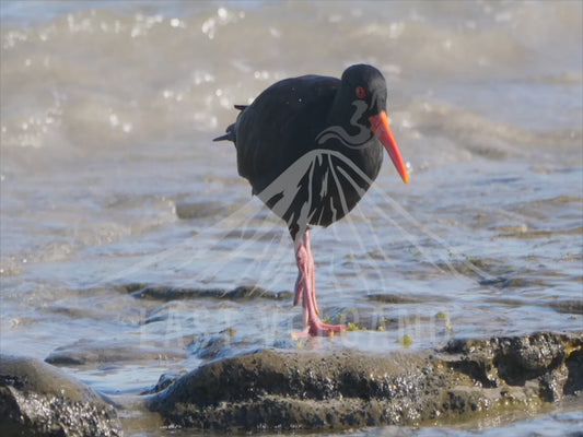 Sooty oystercatcher - close up walking along a shore 4K