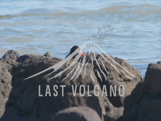 Sooty oystercatcher - walking rocks on the beach 4K