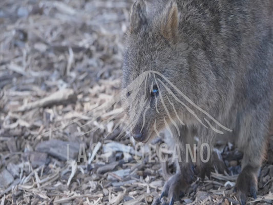 Quokka - close up sequence 4K