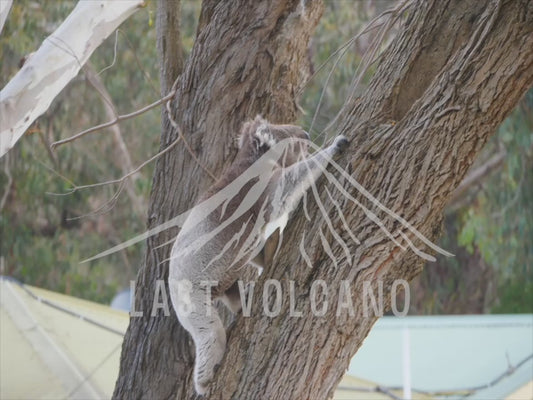 Koala - male climbing up and down a tree 4K