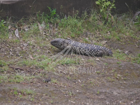 Shingleback lizard - sequence 4K