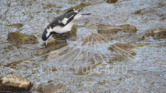 Magpie-lark - climbing over rocks in a stream 4K