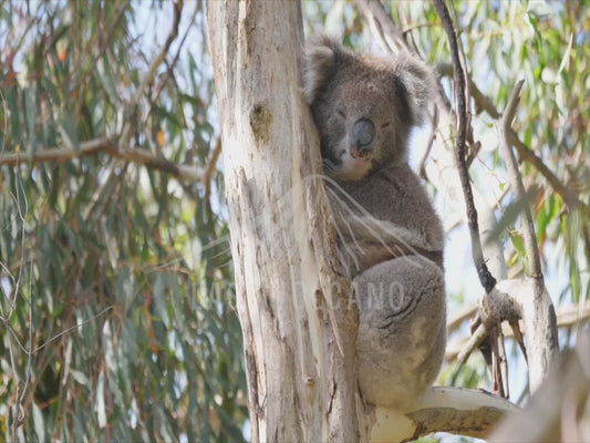 Koala - male asleep in a tree 4K