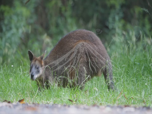 Swamp wallaby - eating grass sequence 4K