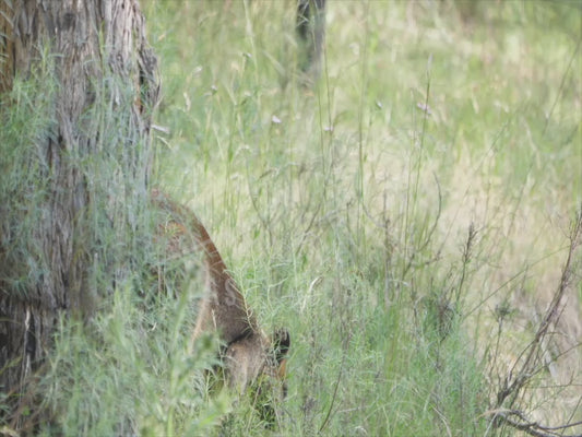 Swamp wallaby - hopping across a bush track sequence 4K