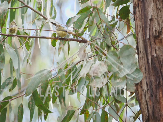 Striated thornbill - two birds calling to each other on a branch 4K