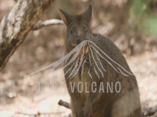 Tasmanian pademelon - adult close up 4K