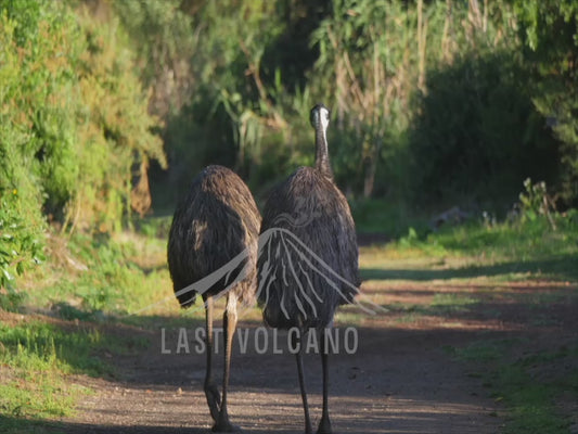 Emu - two birds walking away down a track 4K