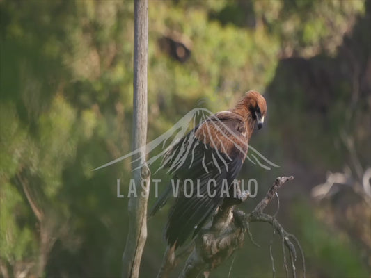 Wedge-tailed eagle - fledgling perched trying to fly 4K