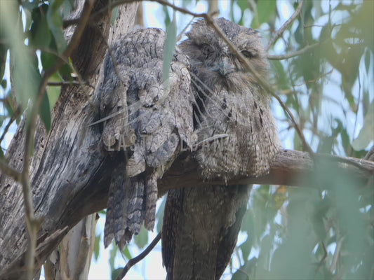 Tawny frogmouth - two birds perched sequence 4K
