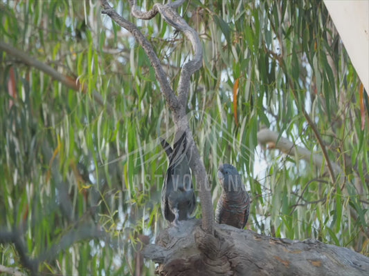 Gang-gang cockatoo - male and female sequence 4K