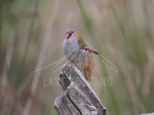 Red-browed finch - close up sequence 4K