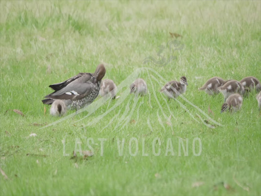 Australian wood duck - family of ducklings 4K