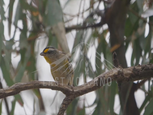 Spotted pardalote - close up 4K