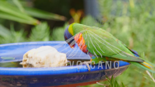 Rainbow lorikeet and Noisy minor at a bird bath 4K