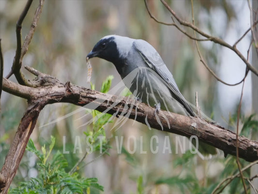 Black-faced cuckooshrike - capturing and eating a grub 4K