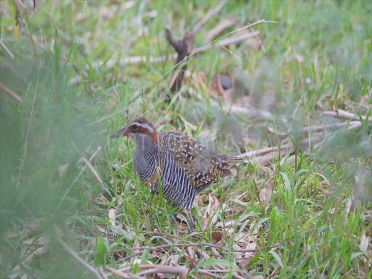 Buff-banded rail - sequence 2 4K
