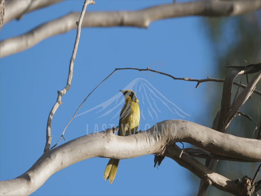 Yellow-tufted honeyeater - sequence 4K