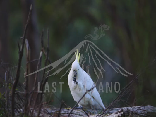 Sulphur-crested cockatoo - walking along a fallen log 4K