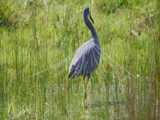 White-faced heron - stalking through the reeds 4K