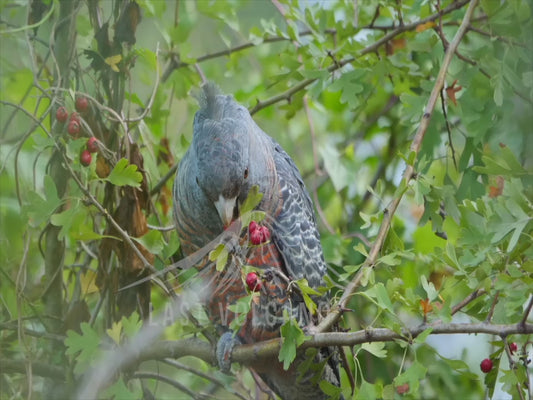 Gang-gang cockatoo - female feeding on hawthorn berries 4K