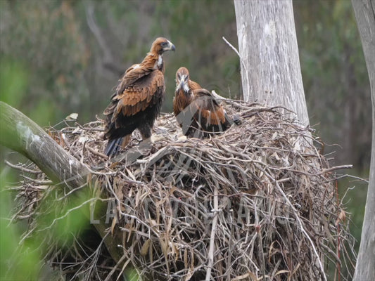 Wedge-tailed eagle - two chicks about to fledge 4K