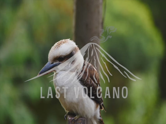 Kookaburra - close up, perched sequence 4K