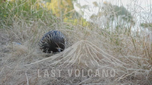 Echidna - walking and sniffing 4K