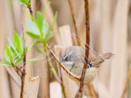 White-browed scrubwren - close up in a bush 4K