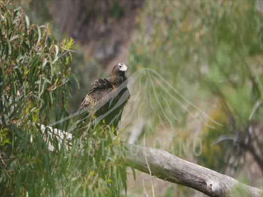 Wedge-tailed eagle - adult perched on a branch behind foliage 4K