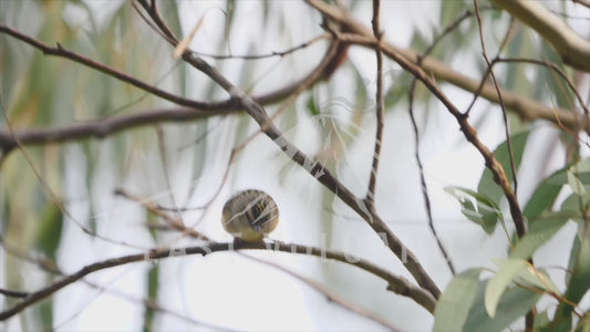 Spotted pardalote - bouncing around on a branch 4K